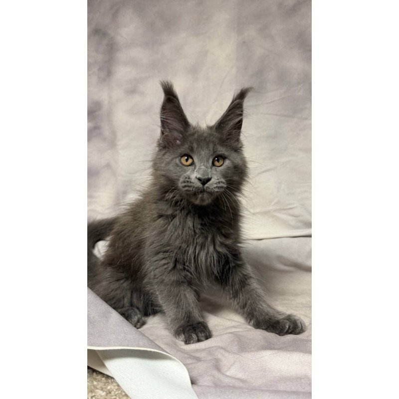 Maine Coon NOV Gracie
