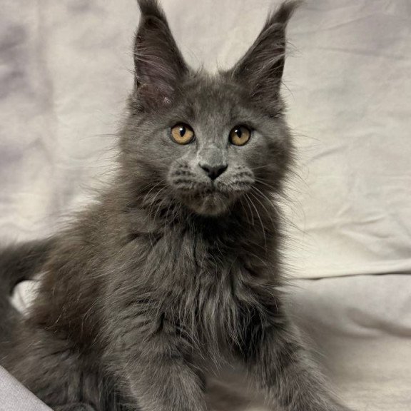 Maine Coon NOV Gracie