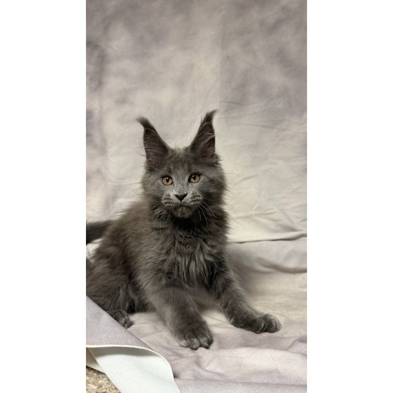Maine Coon NOV Gracie