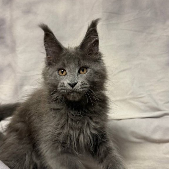 Maine Coon NOV Gracie