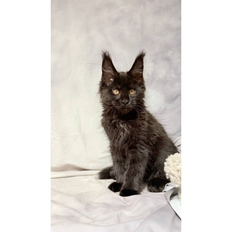 Maine Coon NOV Galaxy