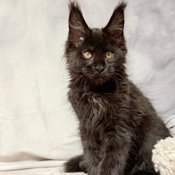 Maine Coon NOV Galaxy