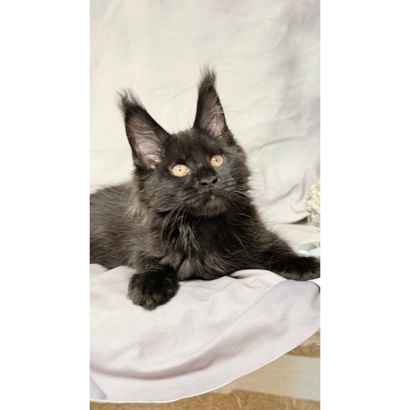 Maine Coon NOV Galaxy