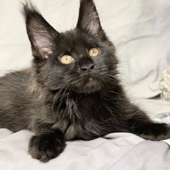 Maine Coon NOV Galaxy