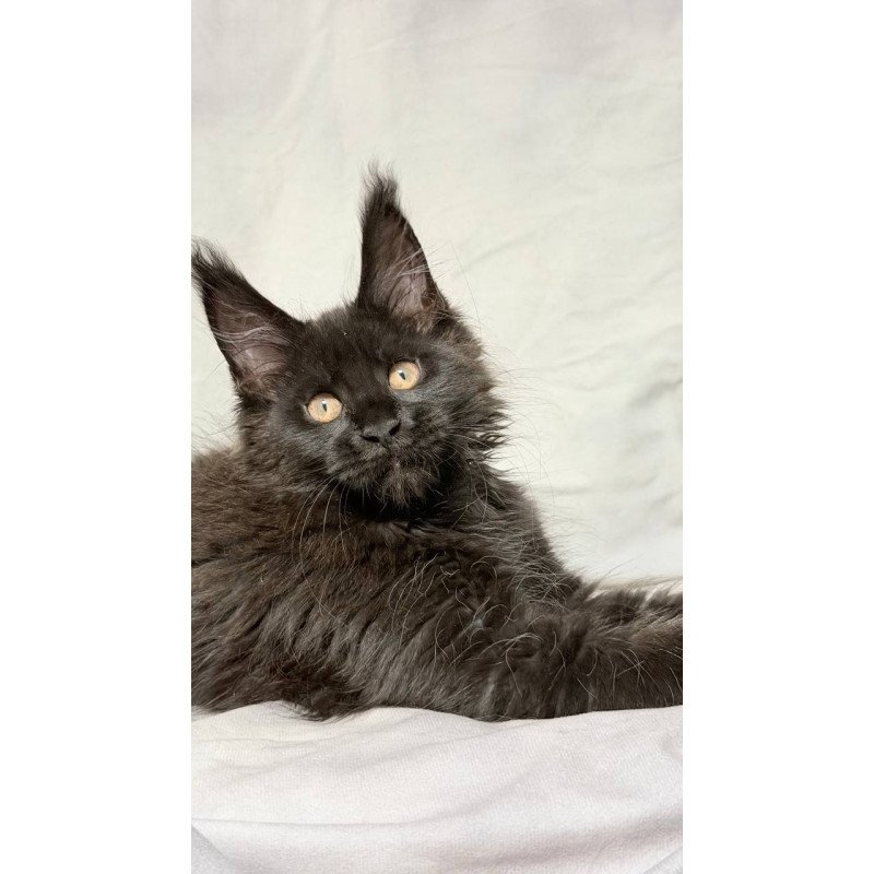 Maine Coon NOV Galaxy