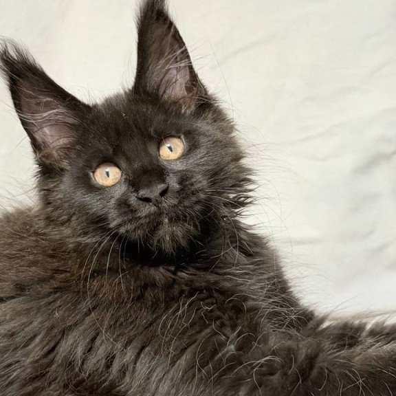 Maine Coon NOV Galaxy