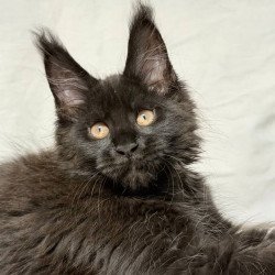 Maine Coon NOV Galaxy