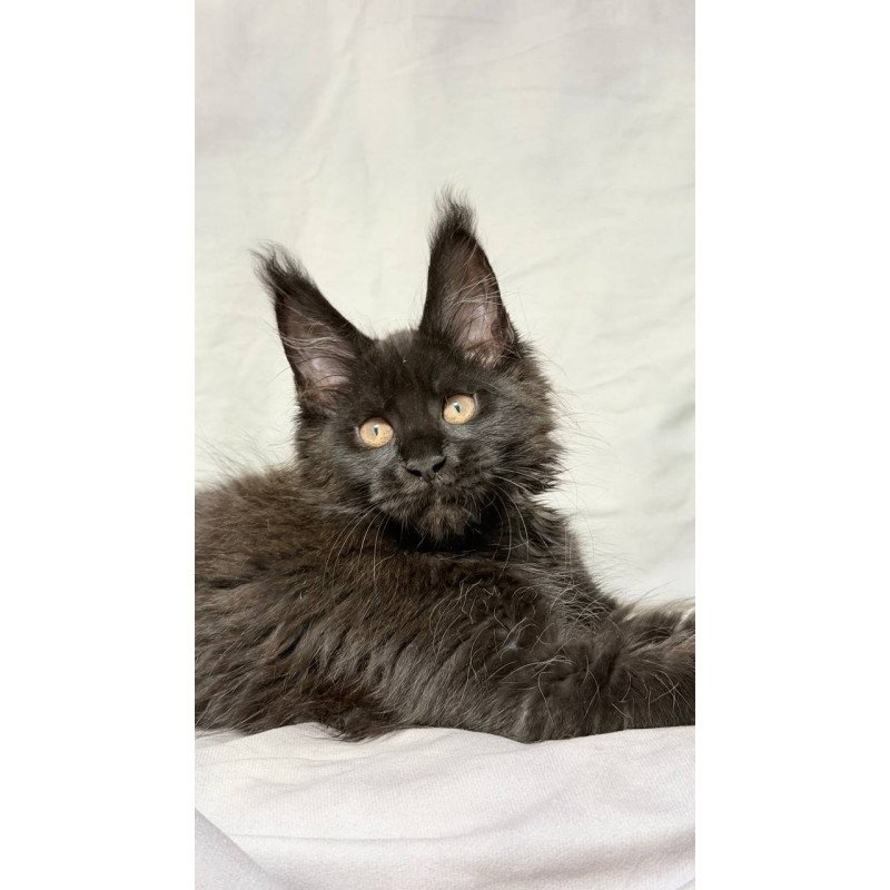 Maine Coon NOV Galaxy