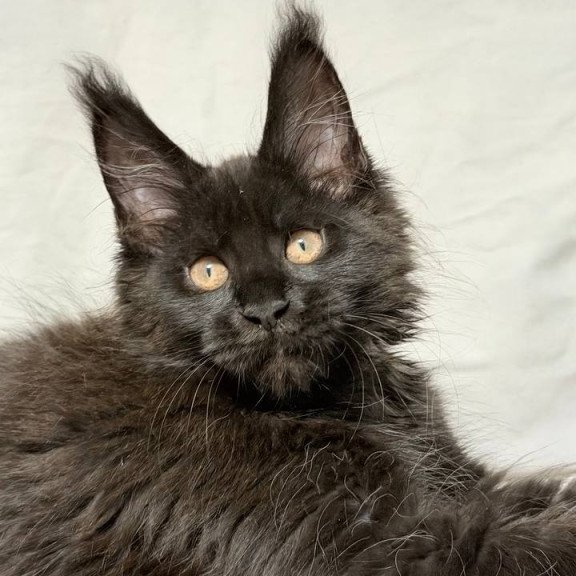 Maine Coon NOV Galaxy
