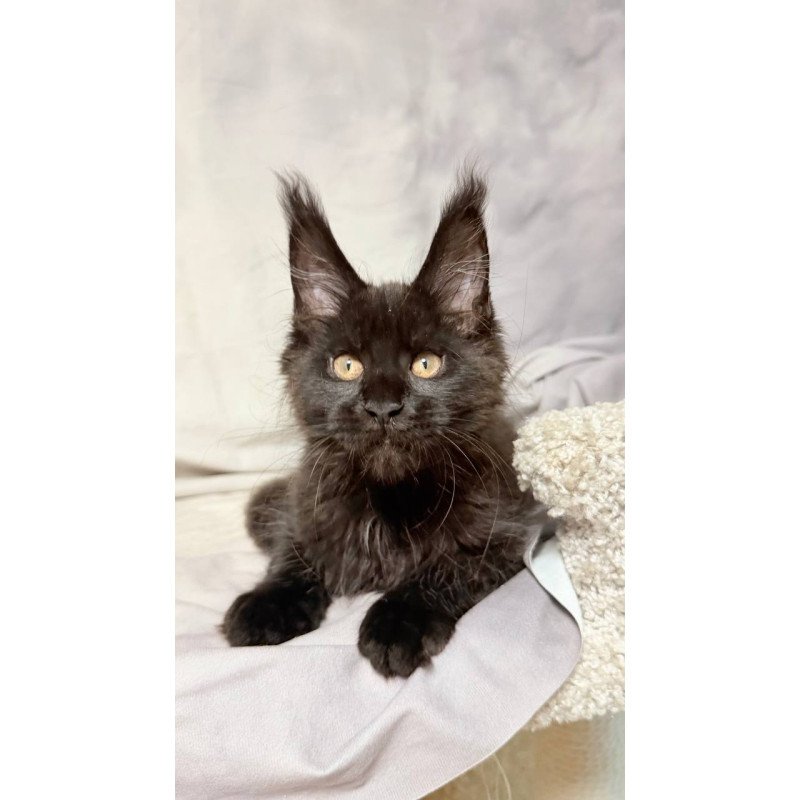 Maine Coon NOV Galaxy