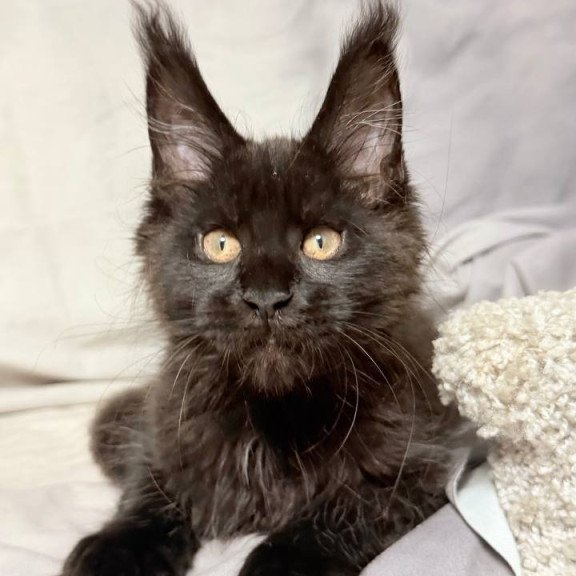 Maine Coon NOV Galaxy