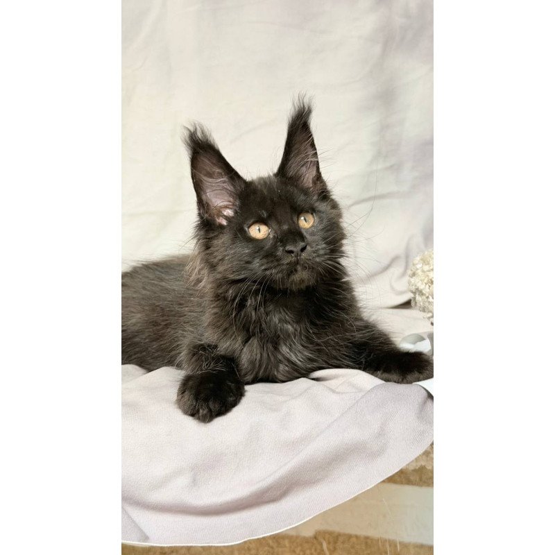 Maine Coon NOV Galaxy