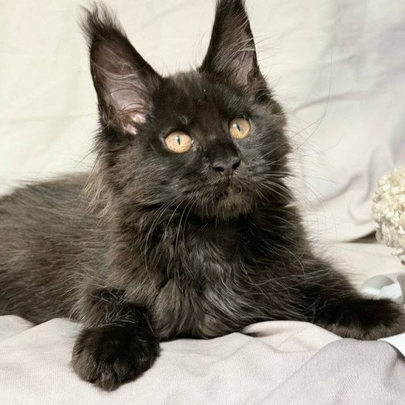 Maine Coon NOV Galaxy