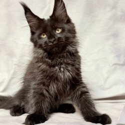 Maine Coon NOV Galatea