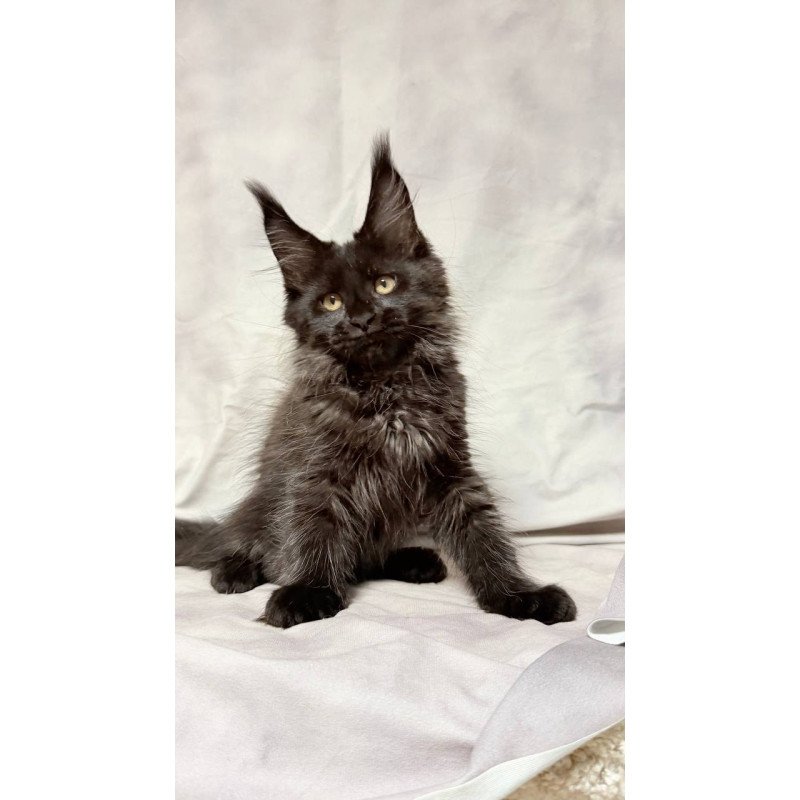 Maine Coon NOV Galatea