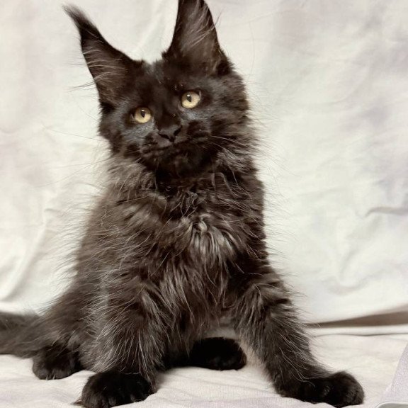 Maine Coon NOV Galatea