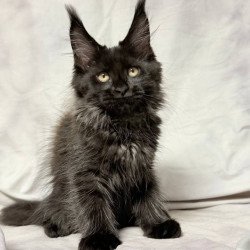 Maine Coon NOV Galatea