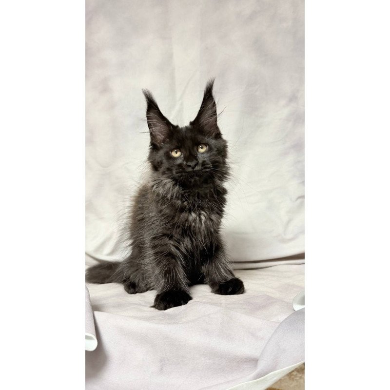 Maine Coon NOV Galatea