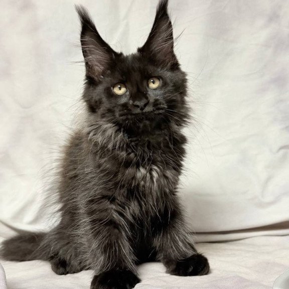Maine Coon NOV Galatea