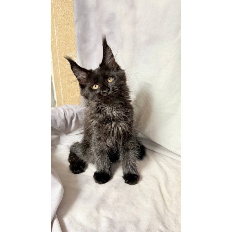Maine Coon NOV Galatea