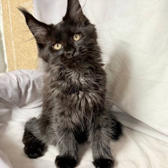 Maine Coon NOV Galatea