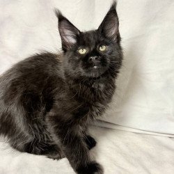 Maine Coon NOV Fargo