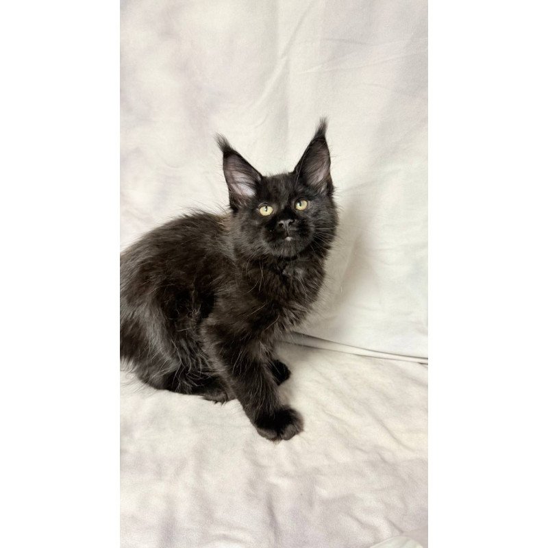 Maine Coon NOV Fargo
