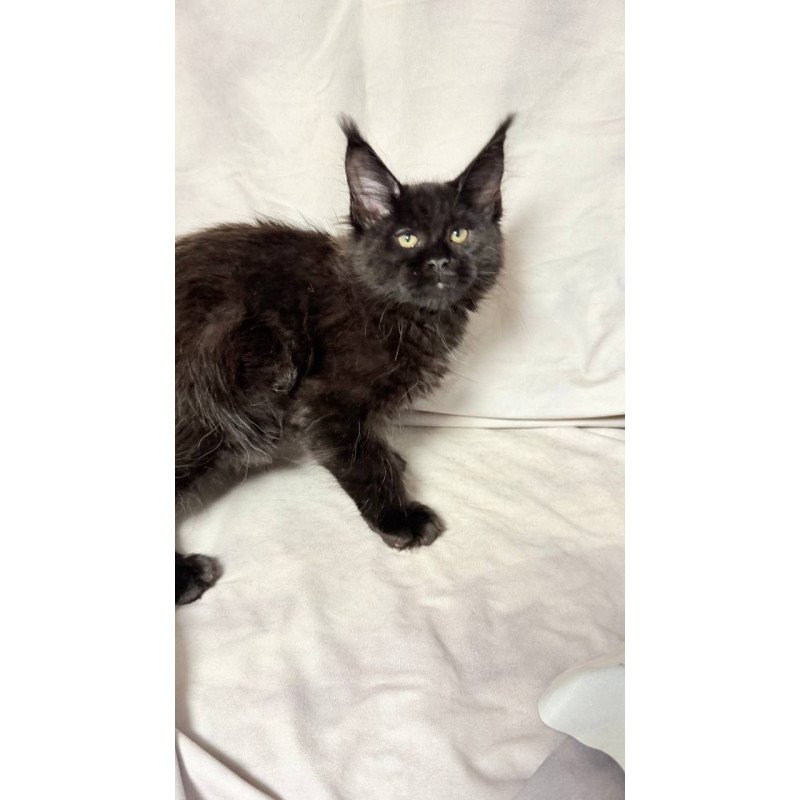 Maine Coon NOV Fargo