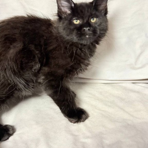 Maine Coon NOV Fargo