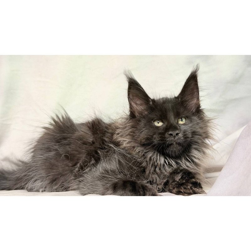 Maine Coon NOV Freya Polydactyl