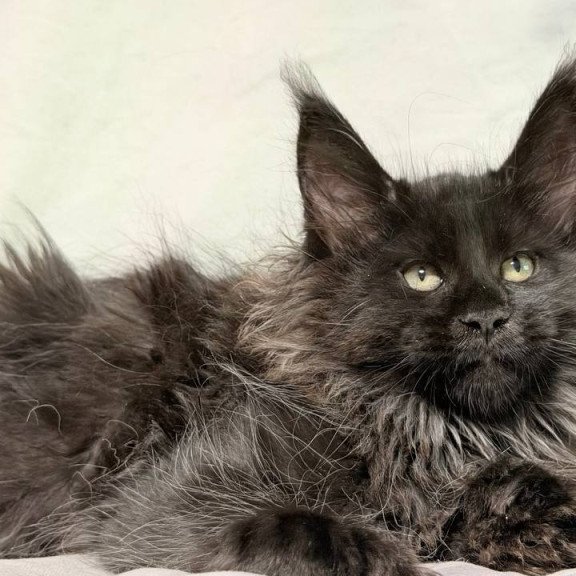 Maine Coon NOV Freya Polydactyl