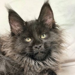 Maine Coon NOV Freya...