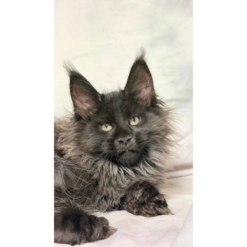 Maine Coon NOV Freya Polydactyl