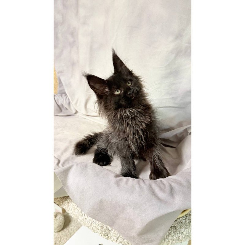 Maine Coon NOV Freya Polydactyl