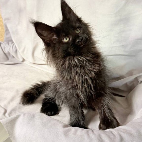 Maine Coon NOV Freya Polydactyl