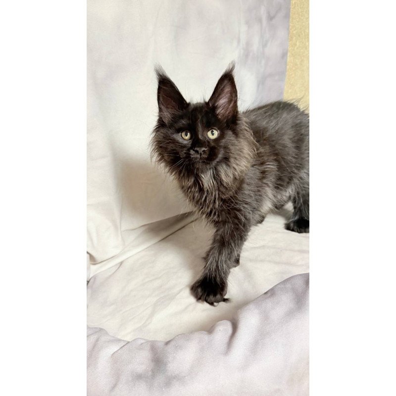 Maine Coon NOV Freya Polydactyl