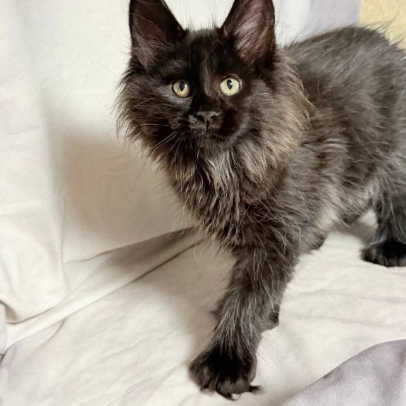 Maine Coon NOV Freya Polydactyl