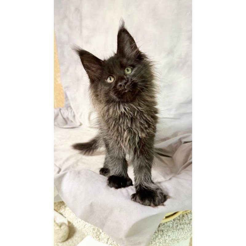 Maine Coon NOV Freya Polydactyl