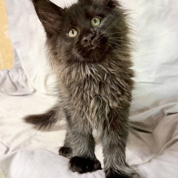 Maine Coon NOV Freya Polydactyl