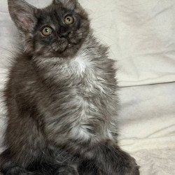 Maine Coon NOV Imperius...