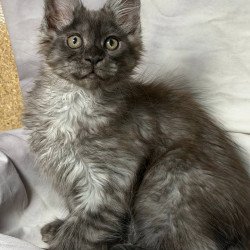 Maine Coon NOV Imperius...