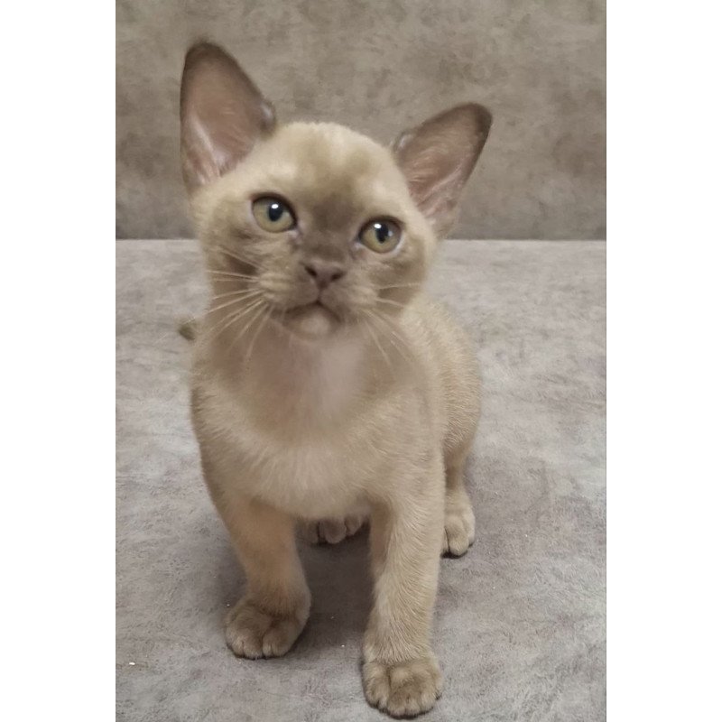 Burmese NOV Hammer