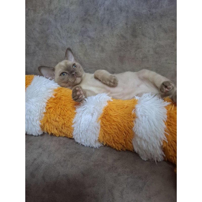 Burmese NOV Hammer