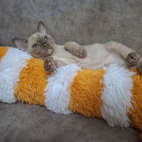 Burmese NOV Hammer