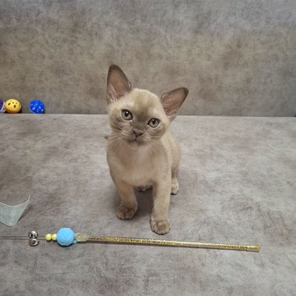 Burmese NOV Hammer