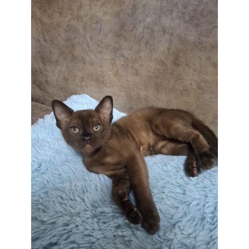 Burmese NOV Hardi