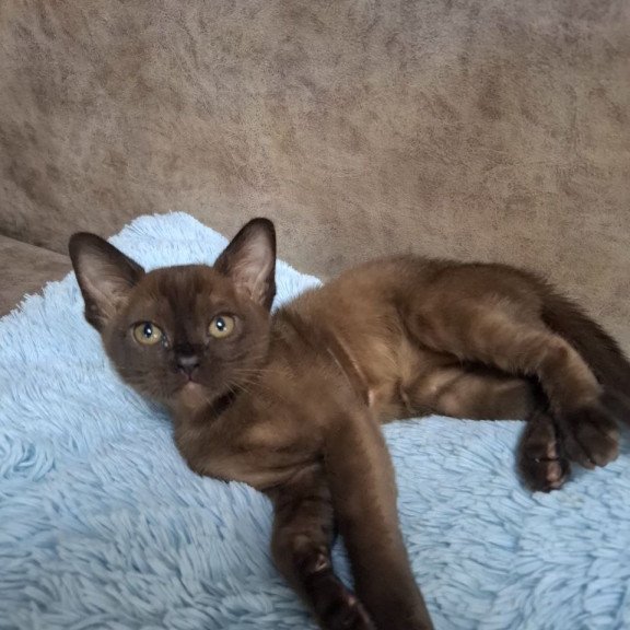 Burmese NOV Hardi