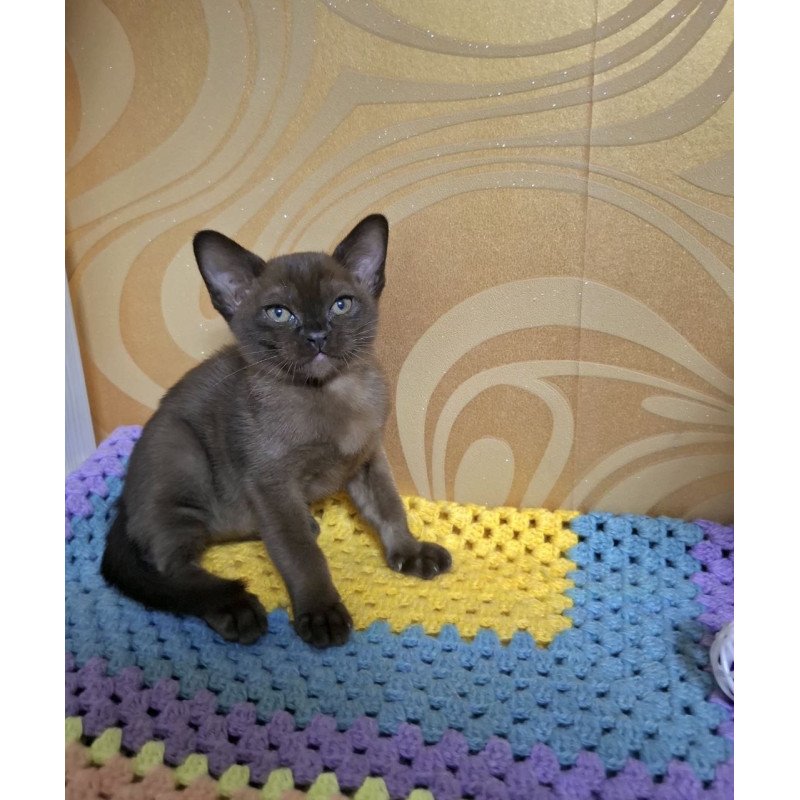 Burmese NOV Hardi