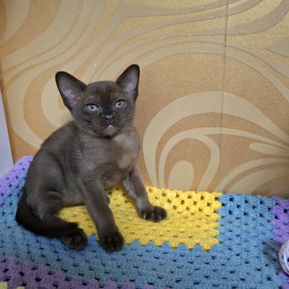 Burmese NOV Hardi
