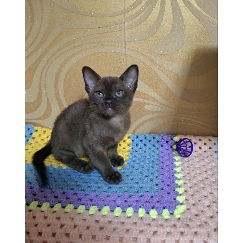 Burmese NOV Hardi